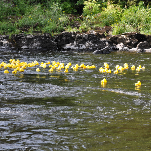 and they're off down stream