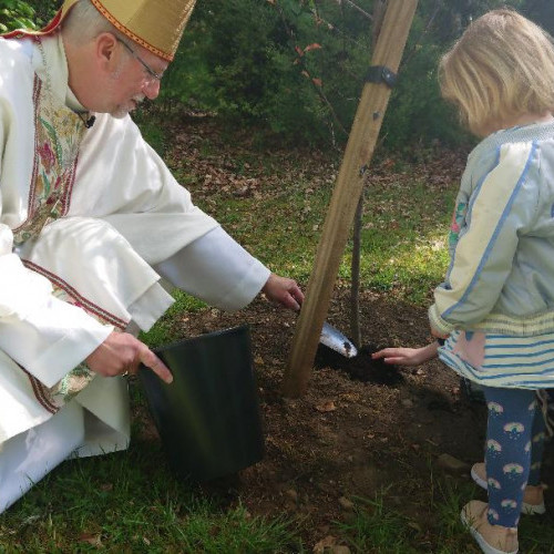 Cherry Tree Planting